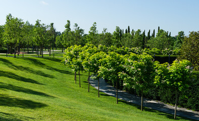 Landscape with blooming Catalpa bignonioides trees (southern catalpa, cigar tree or Indian bean tree) on green lawn. Public landscape 'Krasnodar' or 'Galitsky park' .