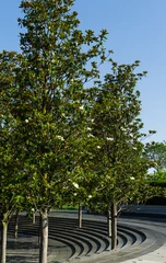 Zelfklevend Fotobehang Flowering Evergreen Southern Magnolia (Magnolia Grandiflora) trees around Crater Fountain in city park Krasnodar. Blooming magnolia in Public landscape 'Galitsky park' in sunny June 2021 © MarinoDenisenko