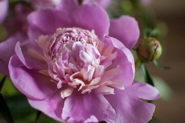 Close up of bouquet of fresh pink peonies, seasonal concept