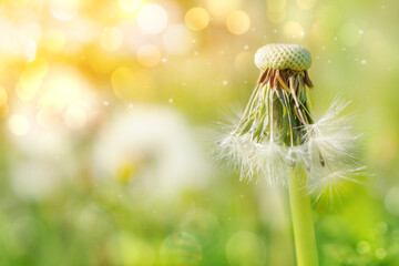 Blowing dandelion in sunlight, dreamy mood