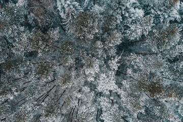 Winter evergreen forest, nature view from aerial view, snow-covered trees.