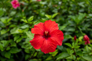 Red hibiscus flower