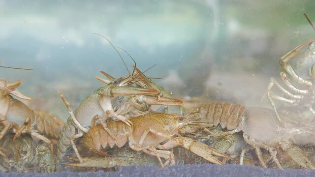 Live crayfish in the aquarium.