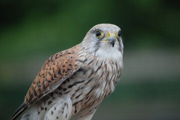 Hawk