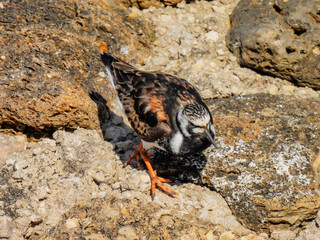 The ruddy turnstone (Arenaria interpres)
