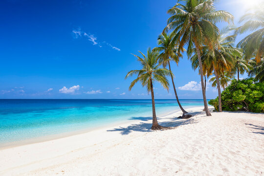 Tropical paradise beach with coconut palm trees, turquoise ocean and deep, blue sky and no people