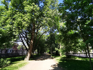 An alley with benches in the Catherine Park in the city of Kronstadt against the background of a blue cloudless sky.