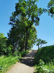 The road to the hill among the trees in the Summer Garden of the city of Kronstadt against the background of a blue cloudless sky.