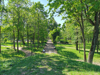 Fototapeta premium A road with white benches among the trees in the Summer Garden of the city of Kronstadt against the background of a blue cloudless sky.