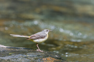 Yellow wagtail close-up near the river