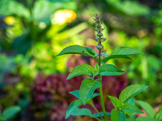 Lemon basil growing in a garden bed