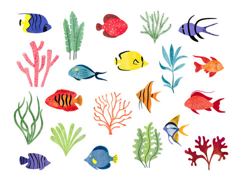 Tropical fish and seaweeds isolated on white. Big vector aquarium set of watercolor different fish and decorations.