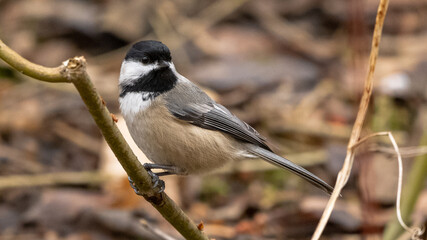 black capped chickadee 