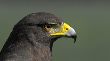 close up of a hawk