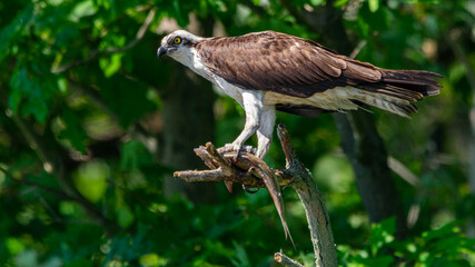 bird of prey