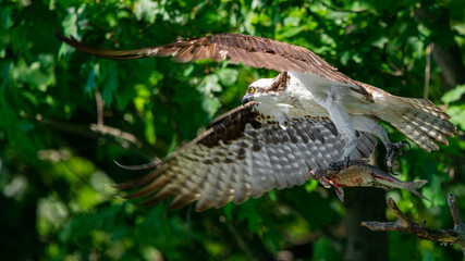 Osprey with fish