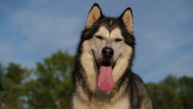 Happy alaskan malamute dogs face on sky background