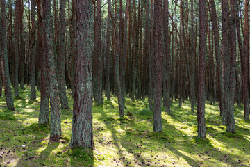 Pine forest with curved trunks called "dancing forest", Curonian spit