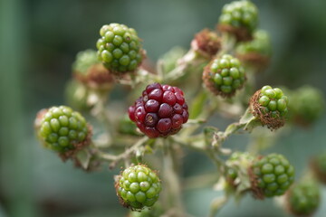 Reifende Brombeeren