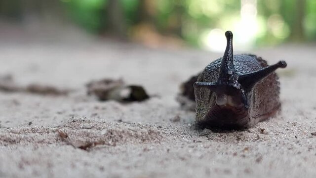 Close-up and detail of a land slug slowly crawling forward in the sand. Selective focus. 