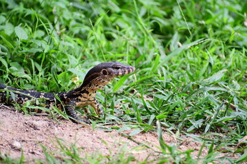 Naklejka premium small of a monitor lizard - Varanus walks on the ground and has grass on its side. Scientific name: Varanus salvator is a large reptile. The rough, scaly skin is black and has yellowish-white streaks,