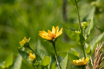 Blooming Sun flower in the summer