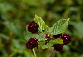 Ripe blackberries on a green background