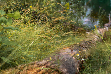 A broken tree lies on the ground surrounded by dangling grass, daisies.