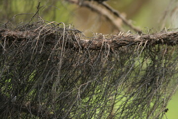 Branch with growth