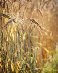 field of wheat