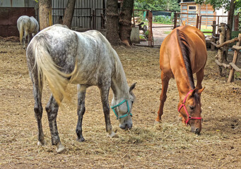 A chestnut and gray horses grazing in enclosure
