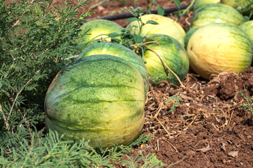 View of ripe watermelons among the grass closeup on an agricultural field