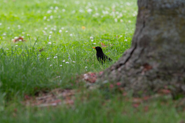 BlackBird