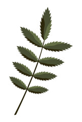 Multicolored isolated autumn green rowan leaf