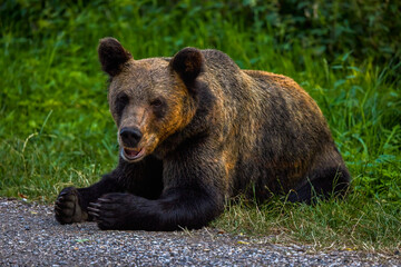 the brown bear in freedom, more and more frequent appearances in populated places in Romania (Transfagaraseanul).