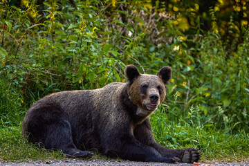 the brown bear in freedom, more and more frequent appearances in populated places in Romania...