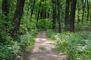 Obraz premium Hiking path in the woods with long trees and green leaves