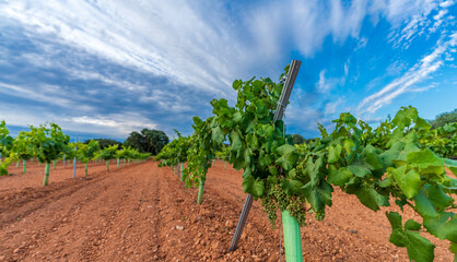 Vast vineyard rows and grapes under the cloudy sky