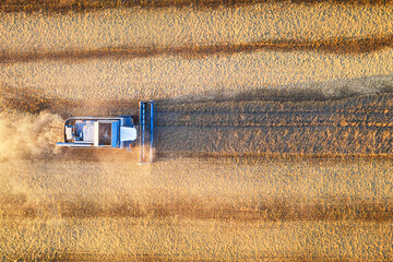 Fototapeta na wymiar Aerial drone view of combine harverster on the harvest field. Agriculture concept.