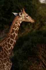 portrait photo of giraffes at sunset