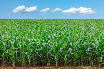 Green corn maize field in agricultural garden with beautiful  blue sky background