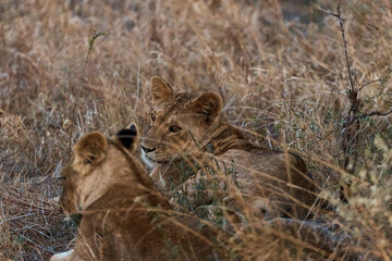 little lion cubs resting in the grass. Kenya safari