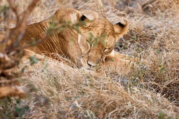 incredibly beautiful lion sleeping in nature