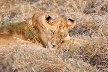 Fototapeta na wymiar incredibly beautiful lion sleeping in nature