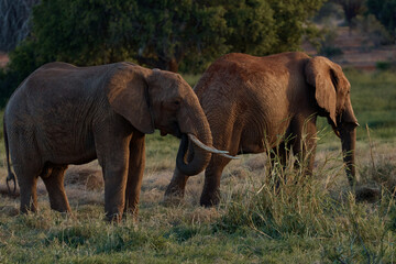 a pair of elephants walking in a safari