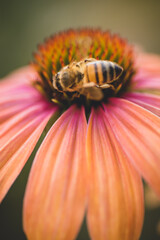 bee on orange flower