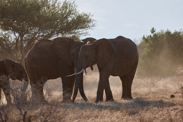 Fototapeta premium elephant safari walk
