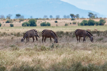 Obraz na płótnie Canvas a family of zebras walking. safari kenya