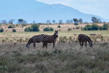 Fototapeta premium a family of zebras walking. safari kenya