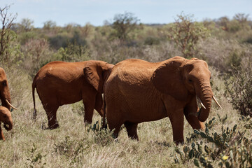 elephant safari walk
